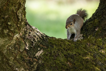 Grey Squirrel in a tree