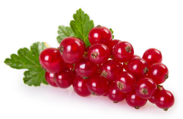 Red currant on white background