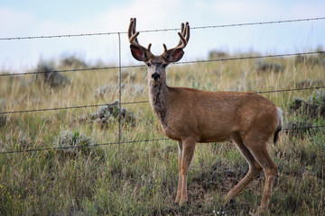 Wild Buck