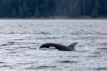 Fototapeta premium Killer whale near the coast