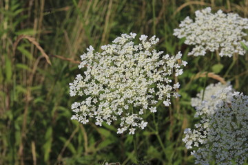 Heilkraut Schafgarbe, mit weißer Blüte auf einer grünen Wiese