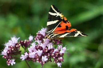 The summer butterfly Callimorpha quadripunctaria belongs to a smaller number of night butterflies that are active even during the day.
