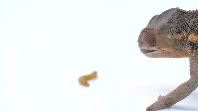 Close-up of a Chameleon using his tongue to eat a mealworm in real-time on white background