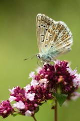 Fototapeta na wymiar Butterfly on flower summer meadow background.