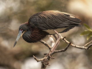 Tri-colored heron