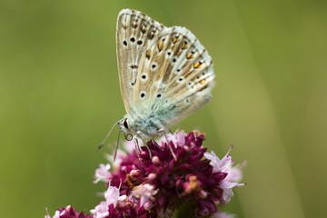 Butterfly on flower summer meadow background.