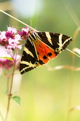 The summer butterfly Callimorpha quadripunctaria belongs to a smaller number of night butterflies that are active even during the day.