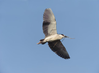 Black-crowned Night Heron (Nycticorax nycticorax) in flight carrying a nest stick -  Jocotopec, Jalisco, Mexico
