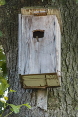 A birdhouse hanging on a tree, shelter for birds