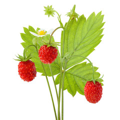 Wild strawberry isolated on white background, clipping path, full depth of field