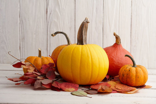Colorful pumpkins and gourds for Halloween and Thanksgiving, holiday decoration