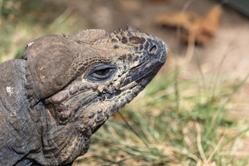 Iguana 2