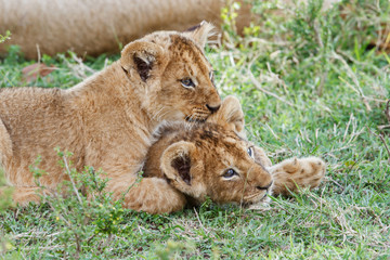 wo young lion cubs playing in the Masai Mara National Park in Kenya
