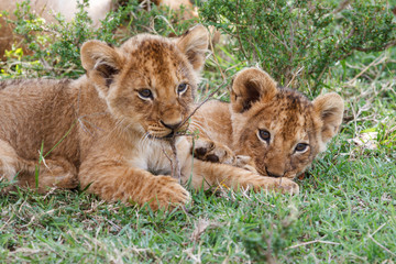 Fototapeta na wymiar Two young lion cubs playing in the Masai Mara National Park in Kenya