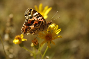 Borboleta amarela