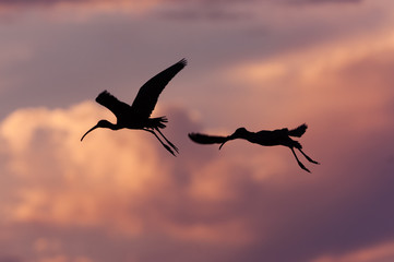 Fototapeta na wymiar American white ibis flying in evinging sky