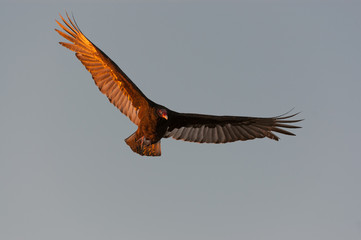 Plakat Turkey buzzard flying in sky
