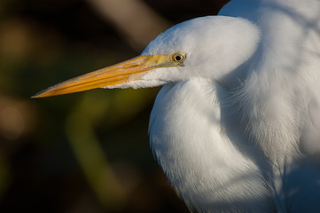 Great white heron, headshot