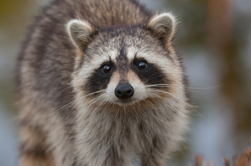 Raccoon © LarsSchmidtEisenlohr