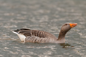 Greylag goose