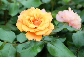Lush tea roses on a bush among green foliage in the park in the summer.