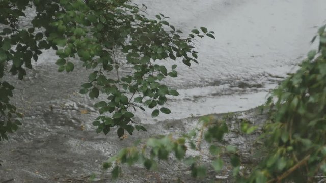 In the foreground is a branch of a tree with green leaves. On the background on the street there is a heavy rain downpour, a strong wind is blowing, on asphalt puddles with bubbles