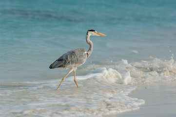 Grey heron hunting in breakers