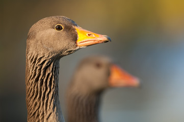 Greylag goose