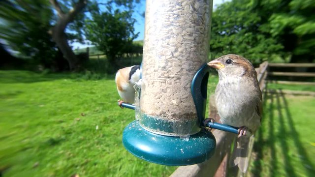 House Sparrow and a Goldfinch feeing from a Tube peanut seed Feeder at a bird table