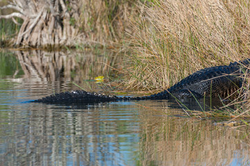 Tail of American alligator in swamp water