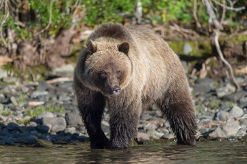 Grizzly bear at water's edge of river