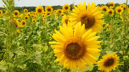 feild of sunflowers