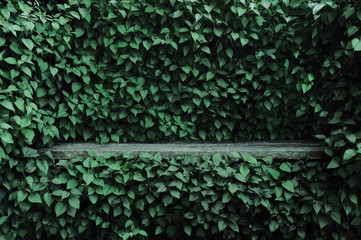 Syringa vulgaris common lilac plants green leaf hedge background. Old aged dark gray weathered...