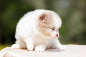 Pomeranian puppy outdoor
