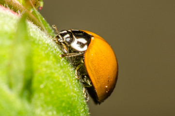  The beautiful shapes and colors of the macro world