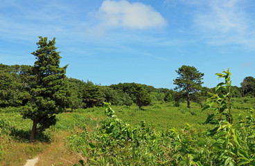 Fototapeta na wymiar Green Meadow Landscape