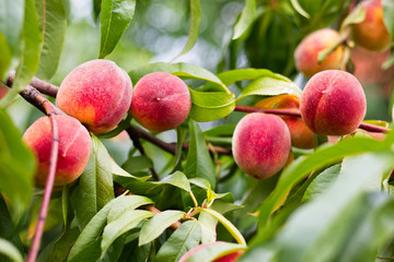 Peaches on branch