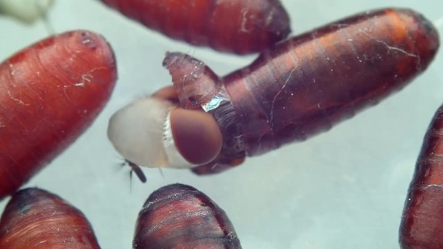 Very sharp and detailed footage of a fly emerging from its pupa