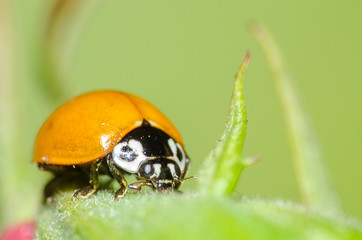  The beautiful shapes and colors of the macro world