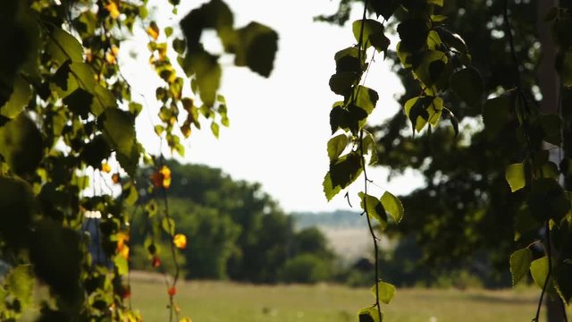 Birch Leaves Moving In the Wind HD