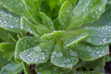 Closeup of Rain Drops on Green Succulent Leaves
