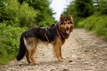 Bohemian Shepherd Portrait