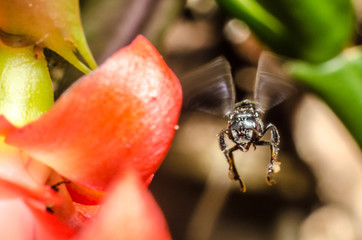  The beautiful shapes and colors of the macro world