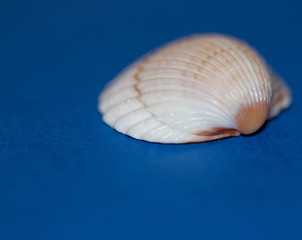 Blurred seashell on blue background