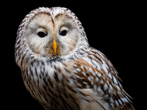 Ural owl