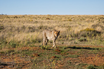 Cheetah male walking in Tiger Canyon Game Reserve in South Africa