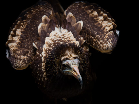 Young Egyptian vulture