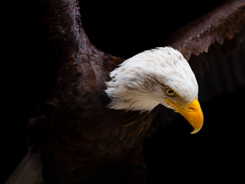 Bald eagle