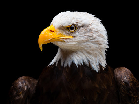Bald eagle