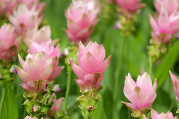 Fototapeta na wymiar pink siam tulip flower in tulip garden